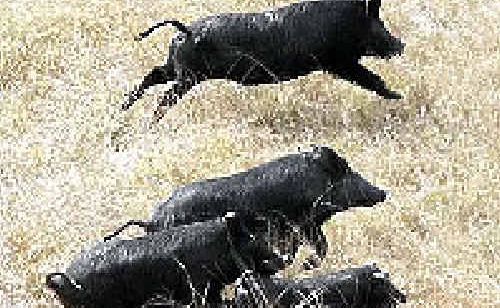 Funding has been allocated to control feral pigs and problem weeds in the Great Sandy National Park. Funding has been allocated to control feral pigs and problem weeds in the Great Sandy National Park.